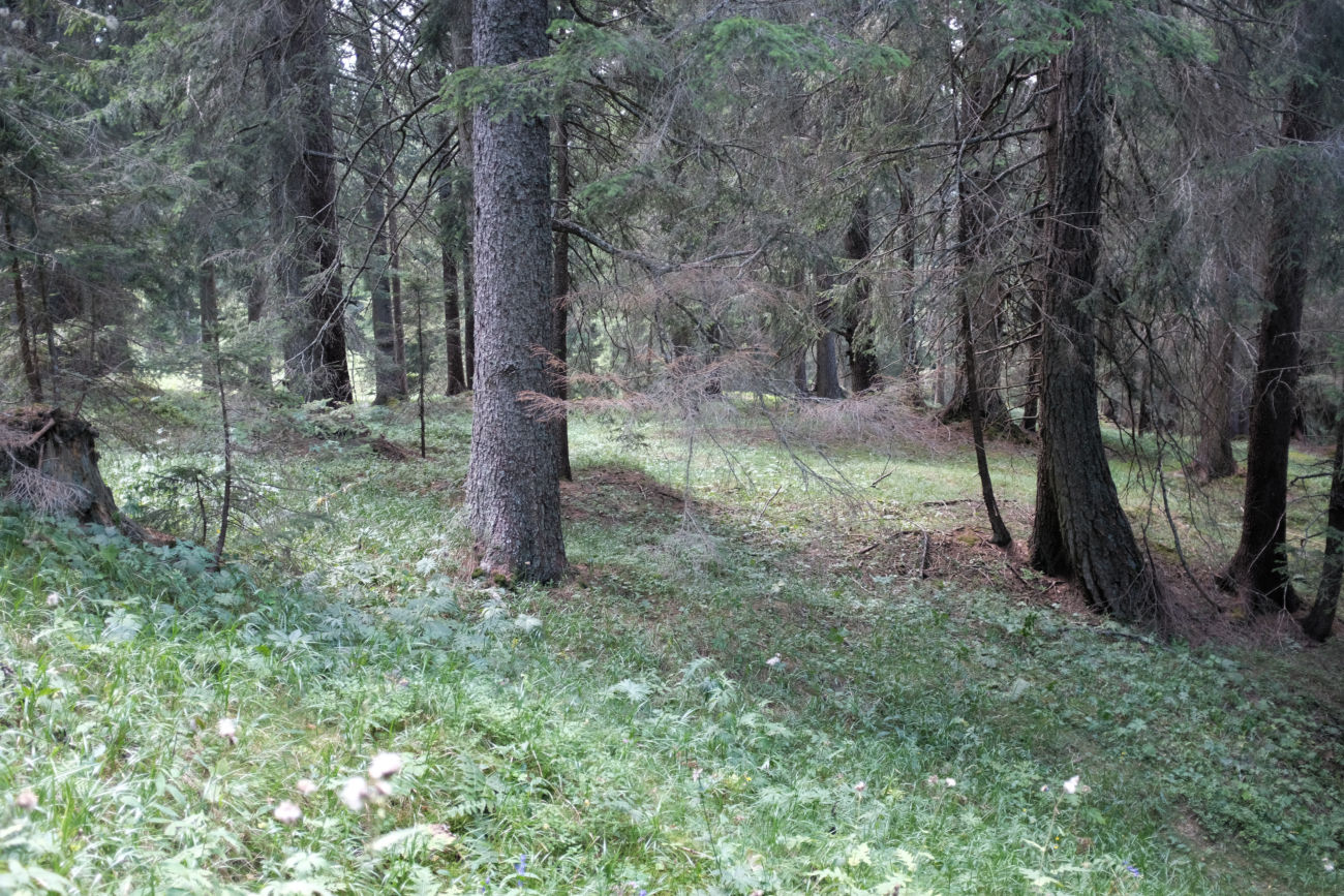Waldplateau