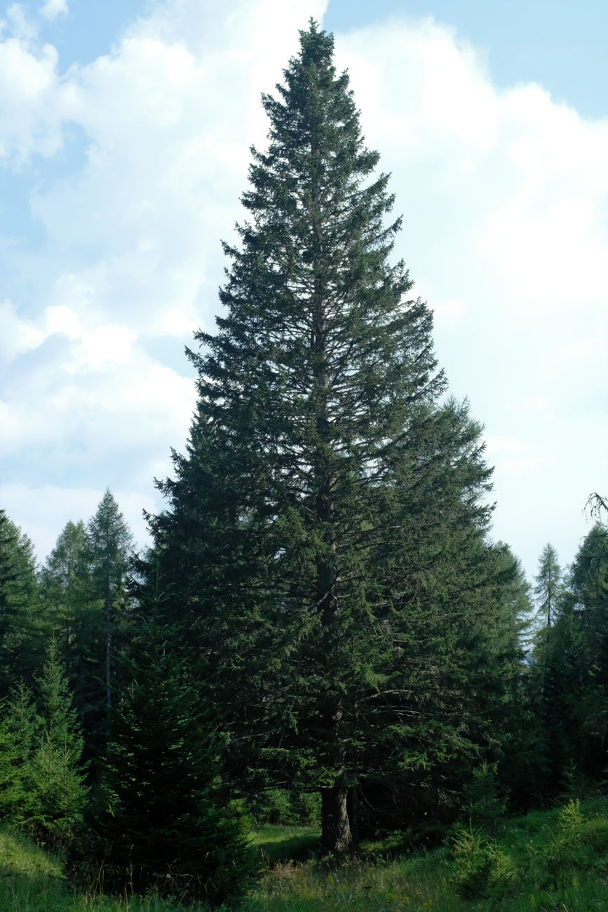 O Tannenbaum