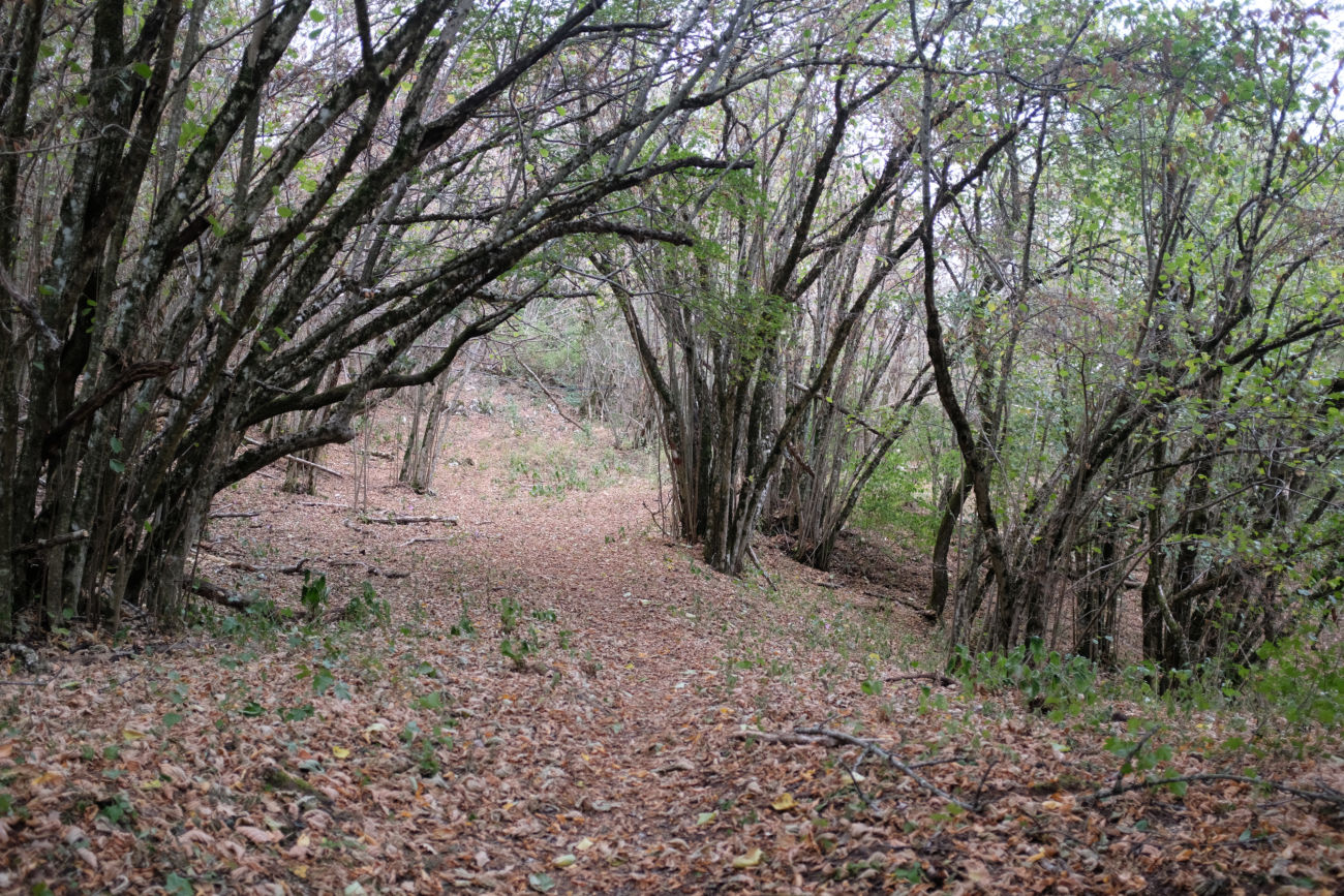 Waldweg